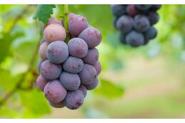 7.果物・農産物などの農業振興