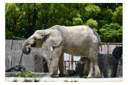 広島市安佐動物公園の再整備（ネームプレートの設置を希望する）