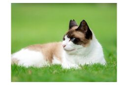 人と猫が共存するまちを目指して　TNR活動支援事業