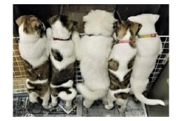 【市からの返礼品なし】ＮＰＯ法人等の支援（ＮＰＯ法人青い鳥動物愛護会）