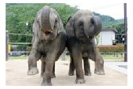 徳山動物園の魅力アップに関する事業