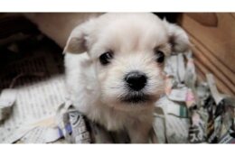 動物愛護