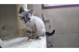 分野７　人と動物との共生の推進