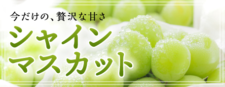 シャインマスカット特集